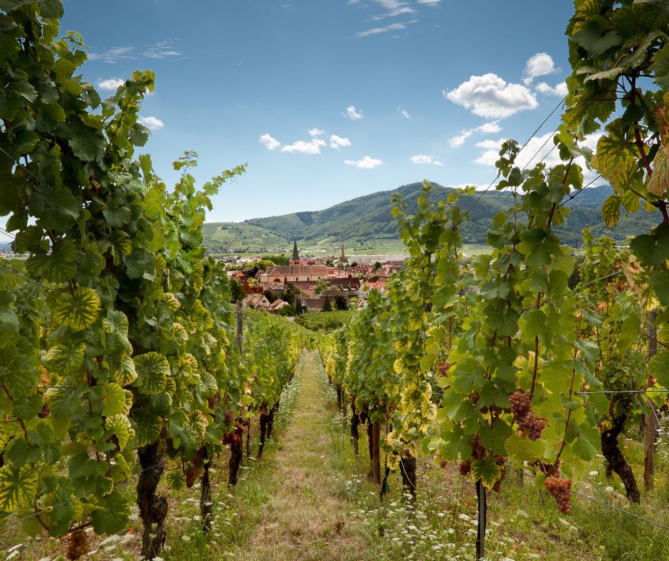 Vignes aux abords d’un village alsacien