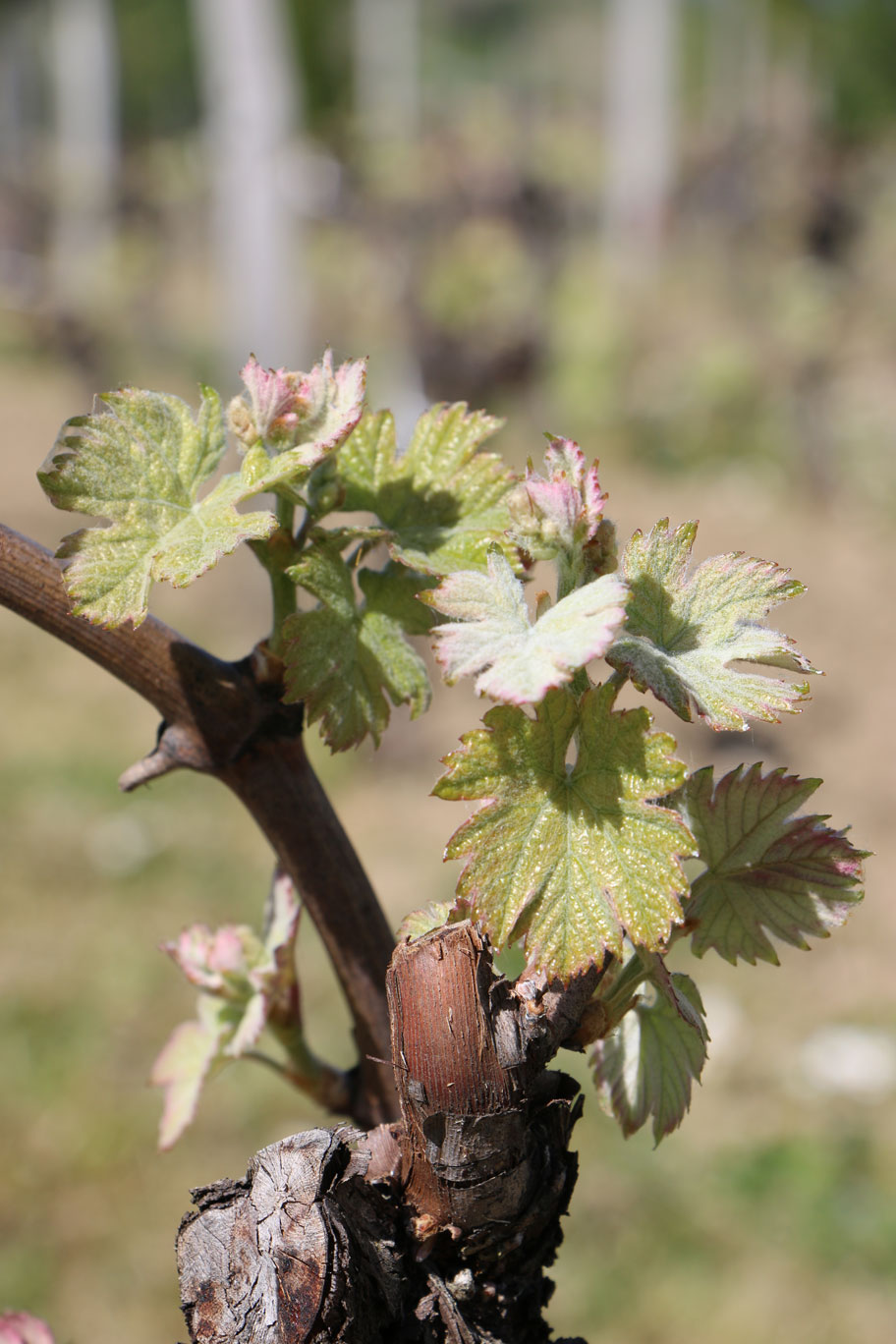 Des bourgeons sur des ceps de vignes au Château La Rose Perriere