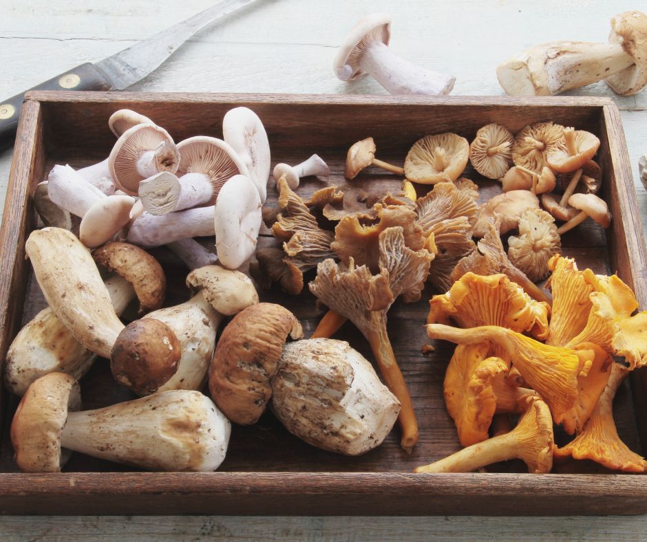 Plateau contenant une variété de champignons crus