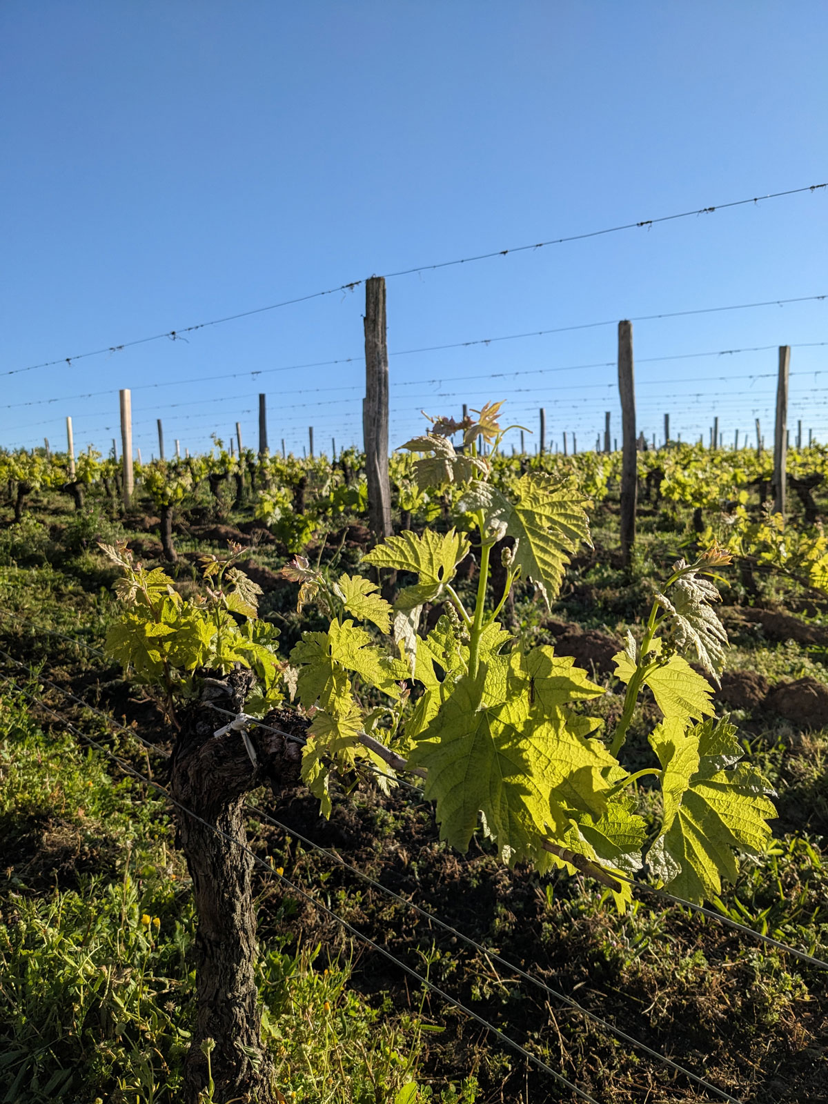 jeunes pousses printanières (avril 2024) et feuilles sur les vignes du Château La Rose perriere