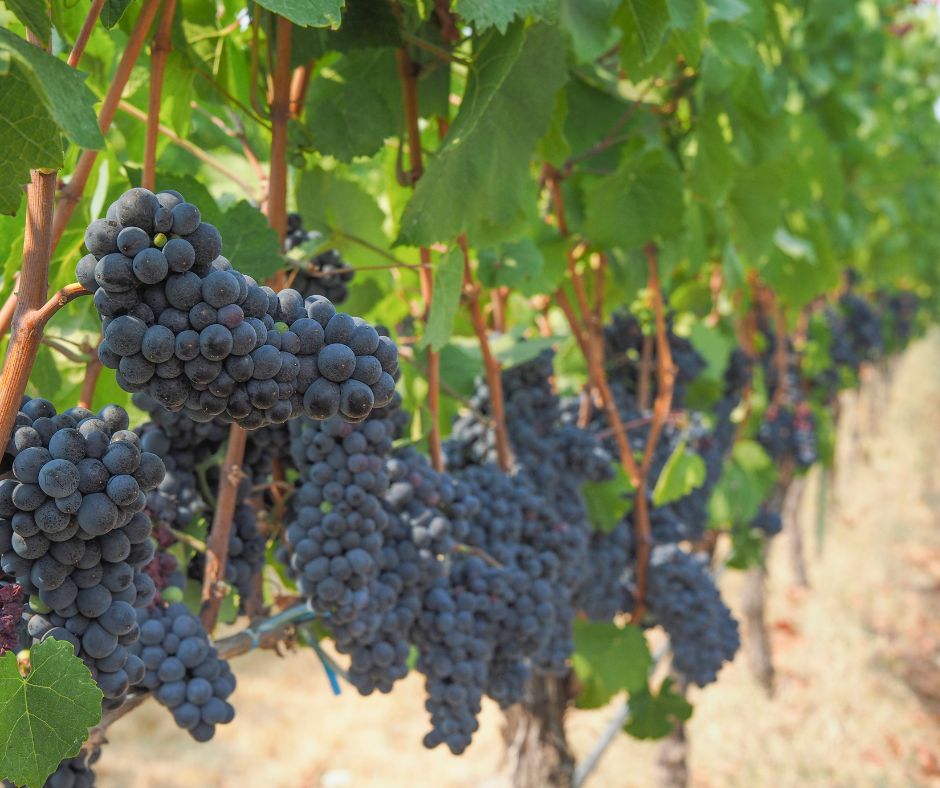 Grappes de Pinot Noir sur un pied de vigne