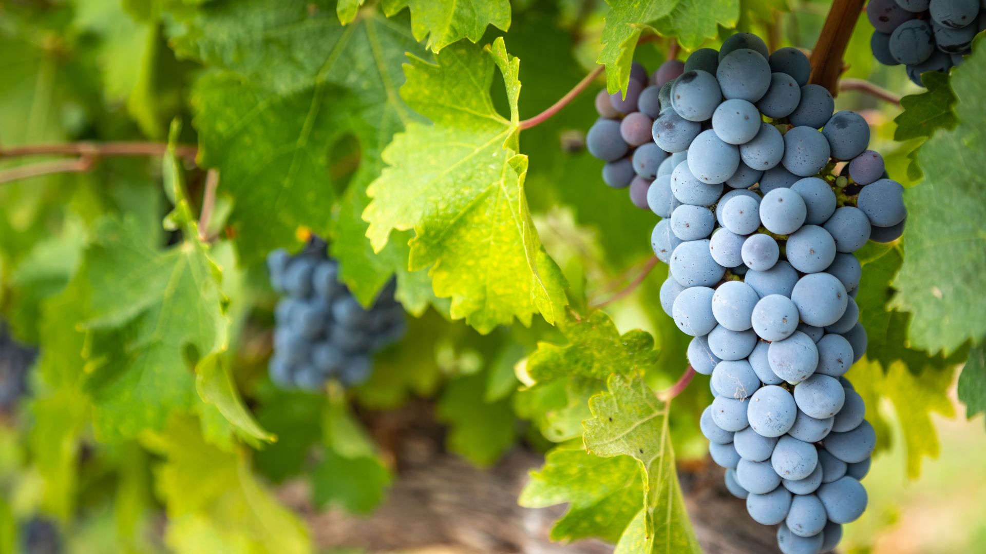 Grappes de raisin dans la vigne