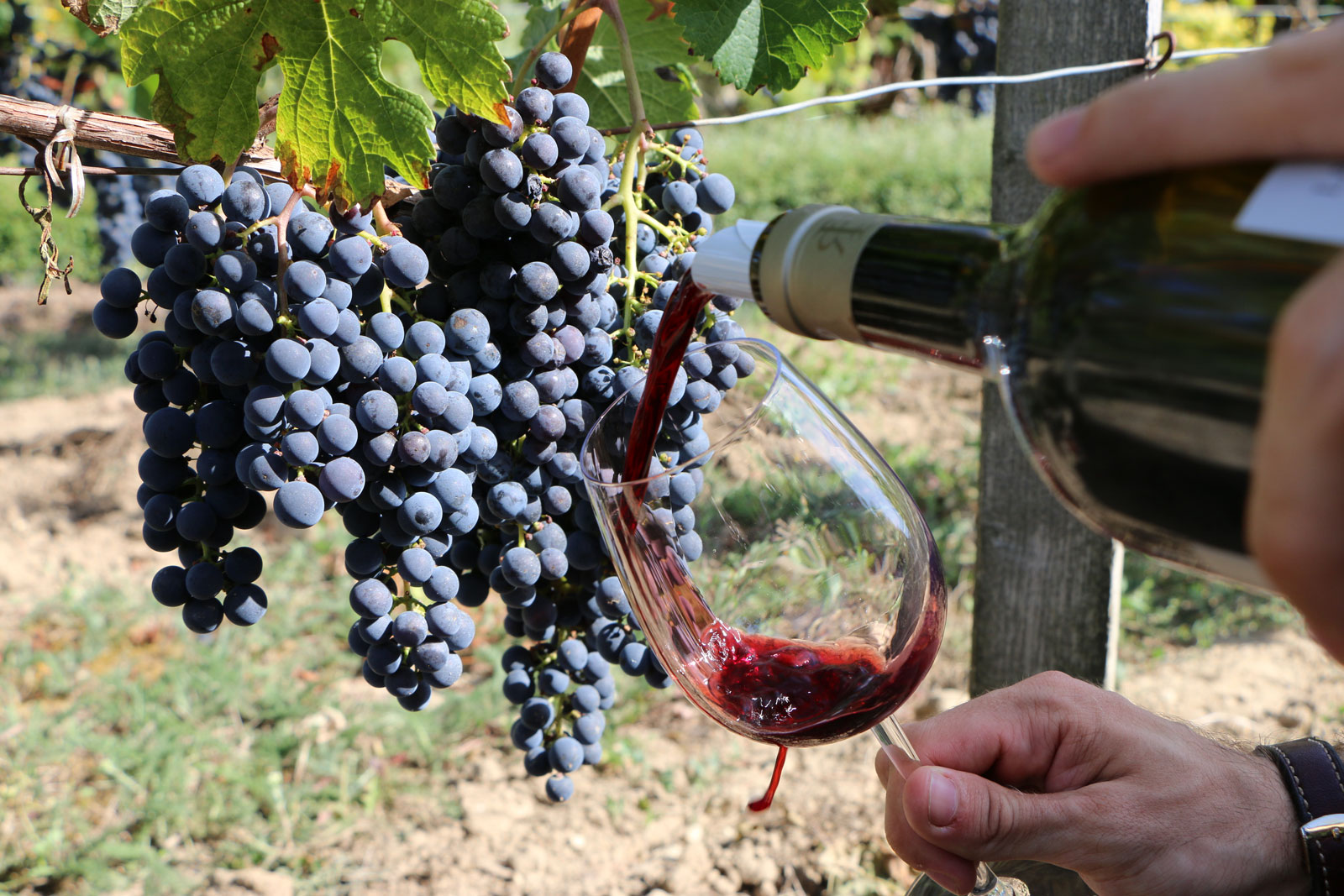 Vin Rouge Chateau La Rose Perriere en train d’etre verse dans un verre de degustation au milieu des vignes du vignoble