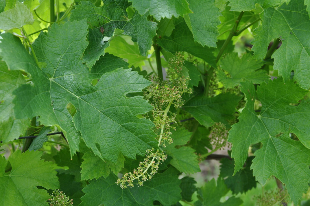 inflorescence au Chateau La Rose Perriere