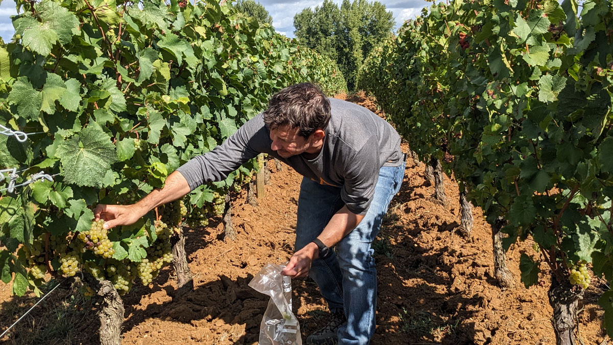 Bruno Celerier, Responsable d’exploitation au Château La Rose Perriere, en train de verifier la maturite des raisins au milieu des vignes