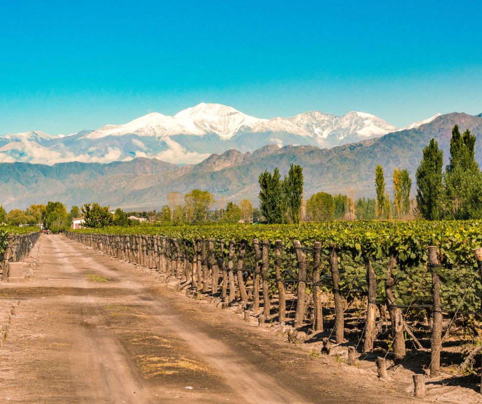 Vignoble autour de Mendoza en Argentine