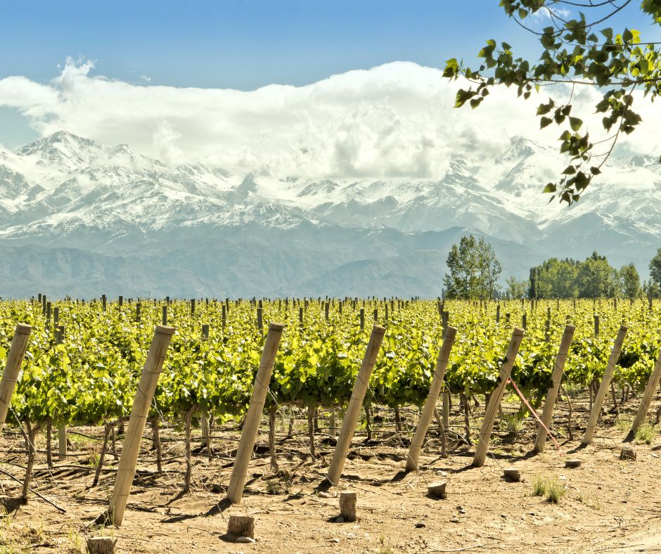 Vignoble autour de Mendoza en Argentine