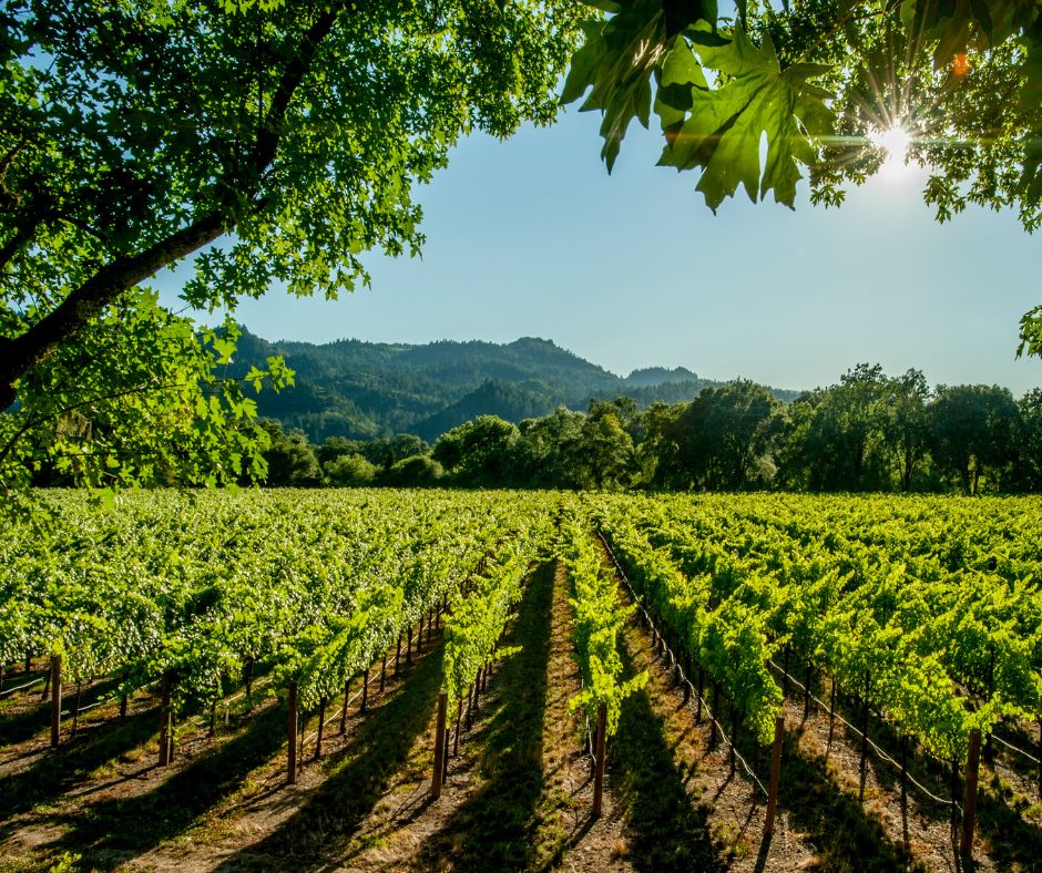 Vignoble dans la Napa Valley en Californie