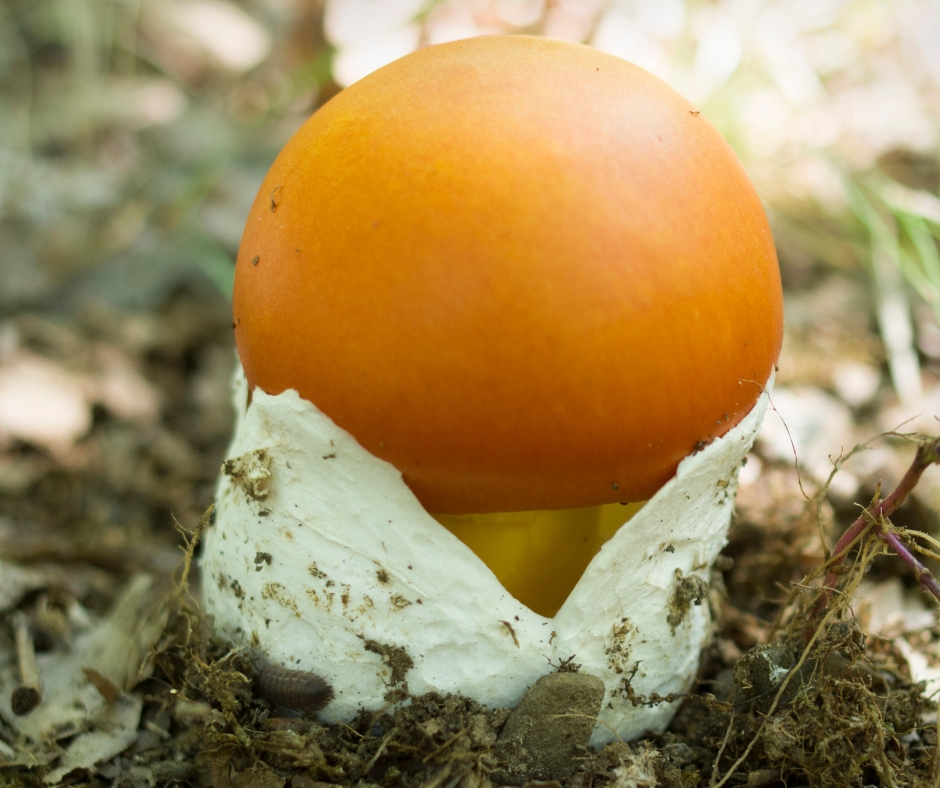 une oronge ou amanite des césars en terre