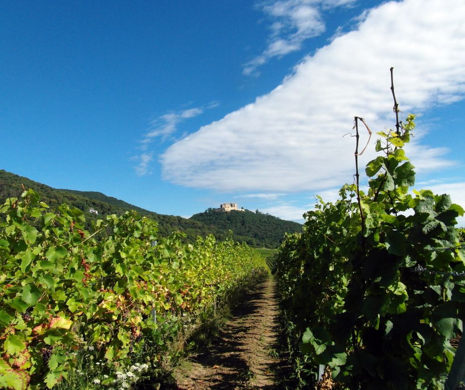 Des vignes et le Château Hambach en arrière-plan dans la région du Palatinat