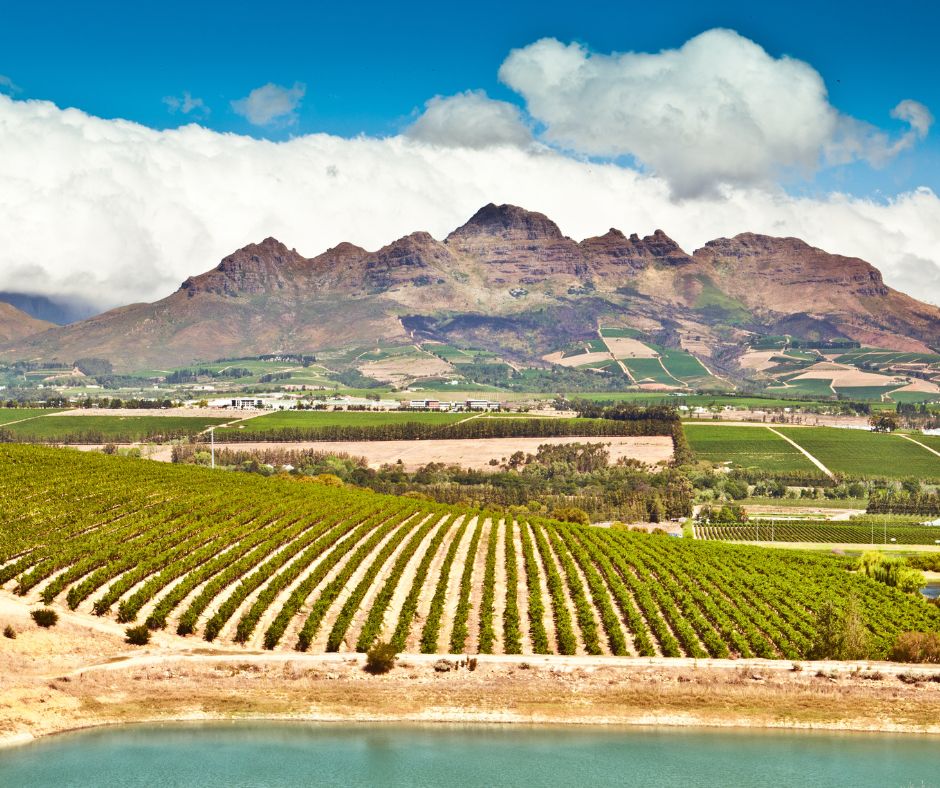 Vignoble dans la région de Stellenbosch en Afrique du Sud