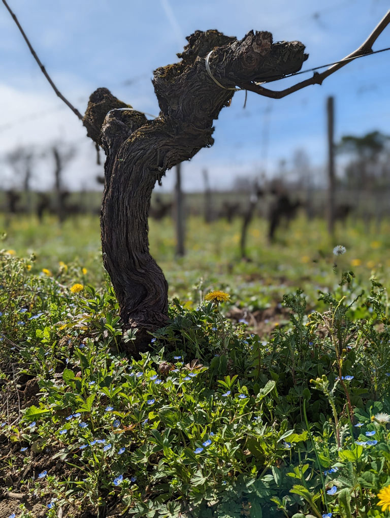 Tronc d’un cep de vigne au Château La Rose Perriere