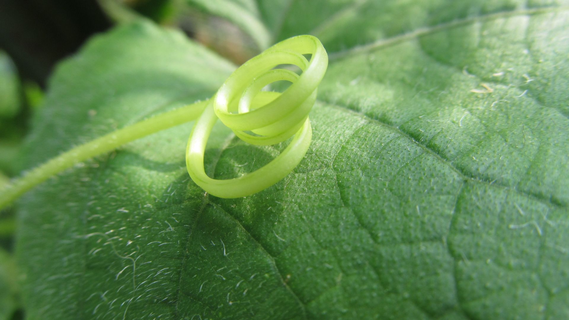 Une vrille sur une feuille de vigne